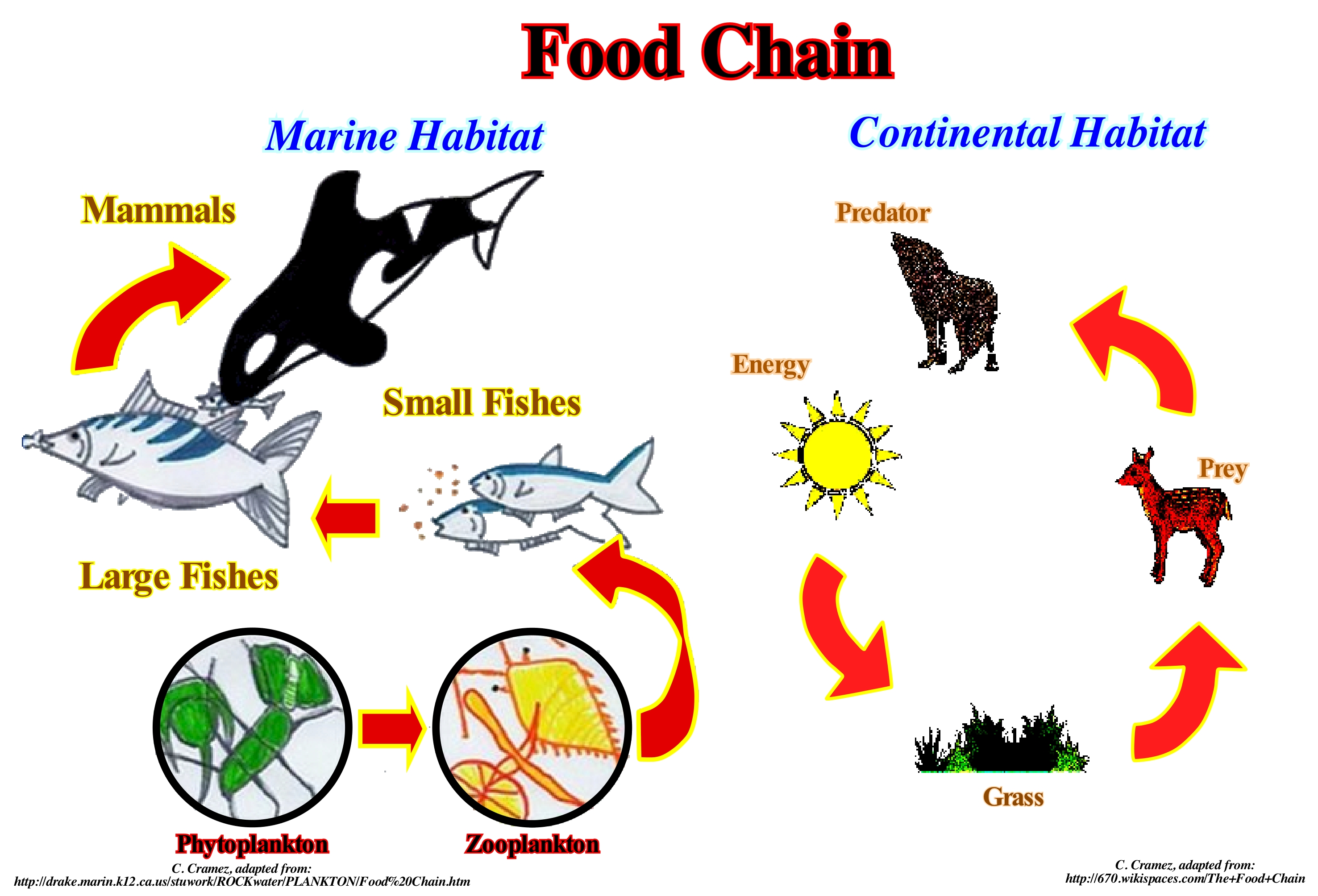 Page F1 (termos) Biology Diagrams